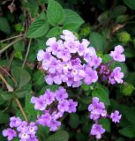 Lantana montevidensis. Соцветие. Монако, Монако-Вилль, спуск со Скалы у Океанографического музея, на вертикальной стенке скалы. 19.06.2012.