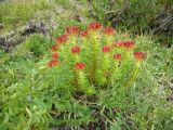 Rhodiola algida