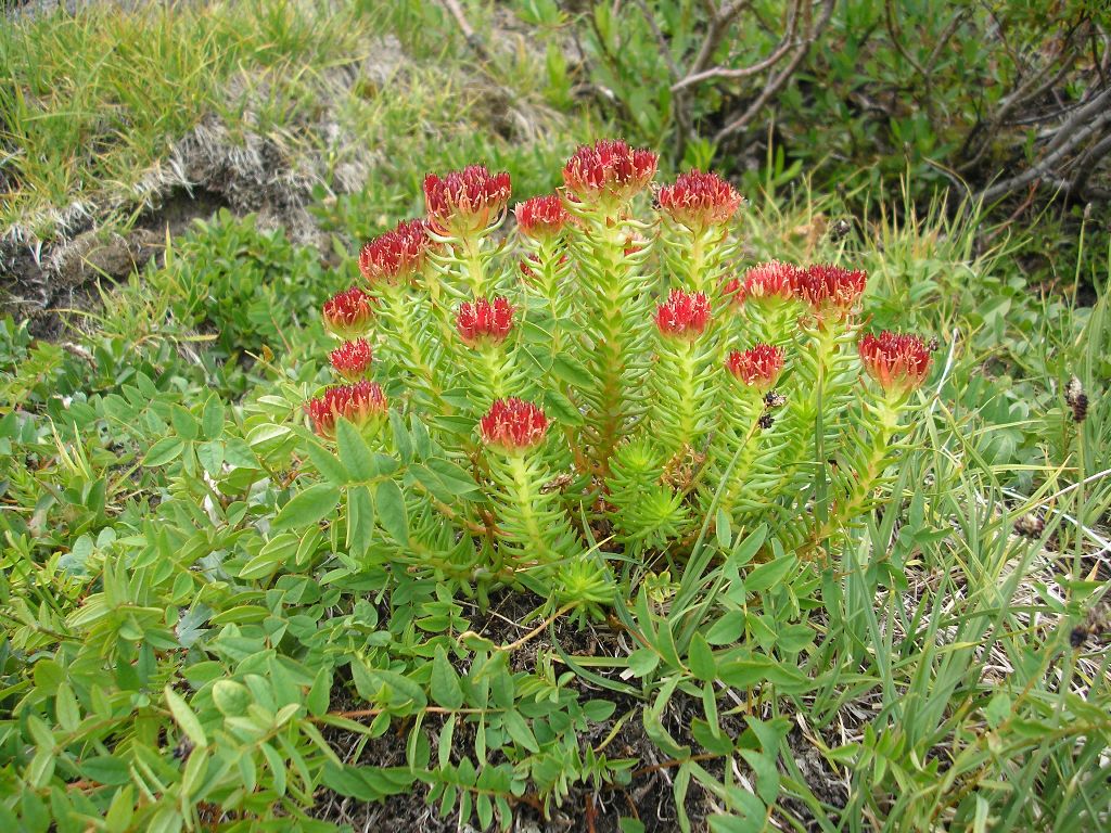 Изображение особи Rhodiola algida.