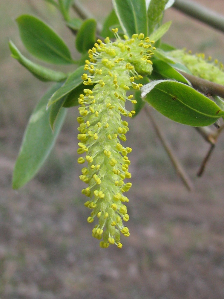 Изображение особи Salix alba.