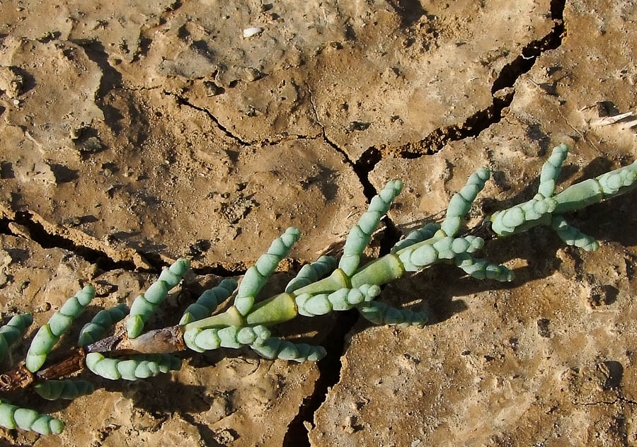 Image of Arthrocnemum macrostachyum specimen.