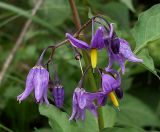 Solanum dulcamara