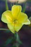 Oenothera