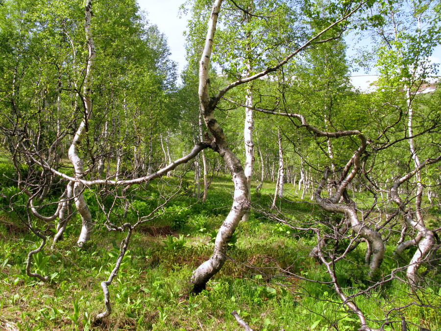 Image of Betula tortuosa specimen.