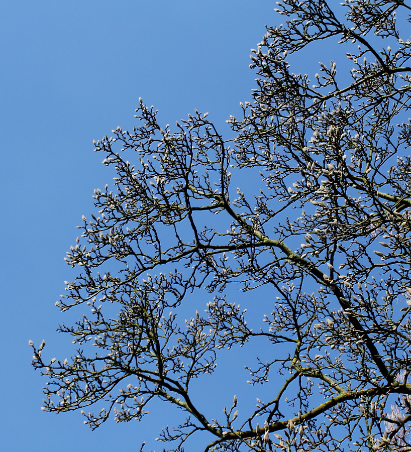 Image of Magnolia × soulangeana specimen.