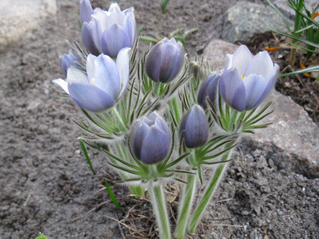 Image of Pulsatilla patens specimen.