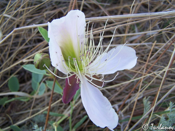 Image of Capparis herbacea specimen.