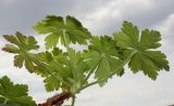 Geranium macrorrhizum. Побег. Германия, г. Кемпен, на открытом балконе. 30.04.2013.