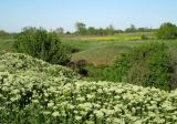 Cardaria draba