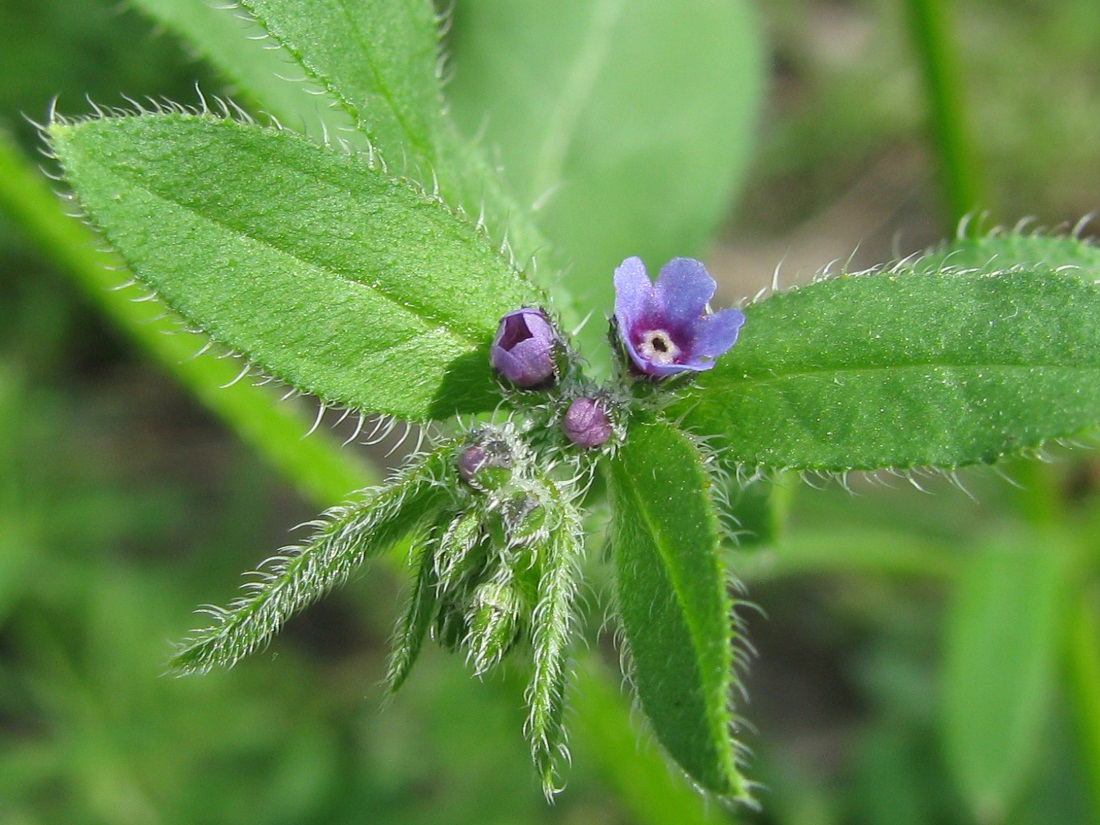 Image of Asperugo procumbens specimen.