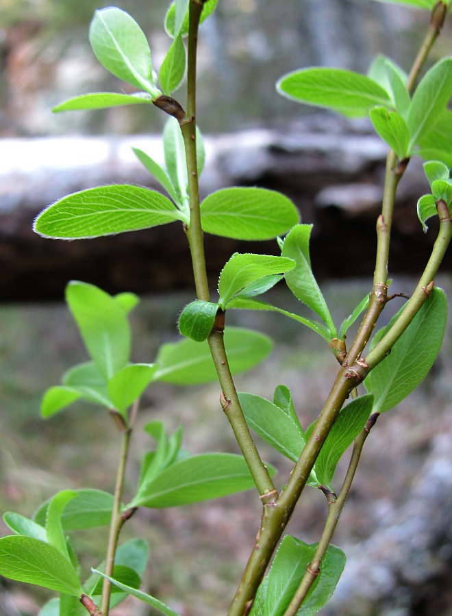 Изображение особи Salix arbuscula.