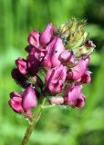 Oxytropis tschimganica. Соцветие. Узбекистан, Ташкентская обл., зап. отроги Чаткальского хр., гора Бол. Чимган. 08.06.2013.