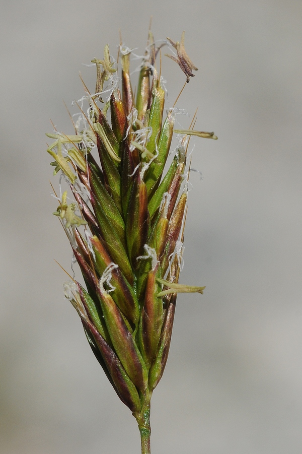 Изображение особи Anthoxanthum alpinum.