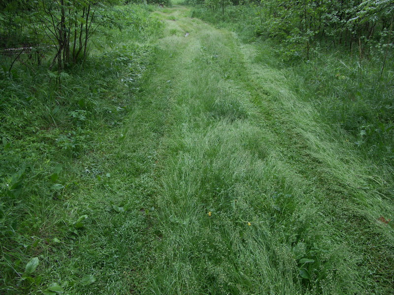 Image of Poa supina specimen.