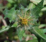 Centaurea benedicta