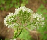 Valeriana wolgensis