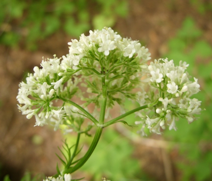 Изображение особи Valeriana wolgensis.