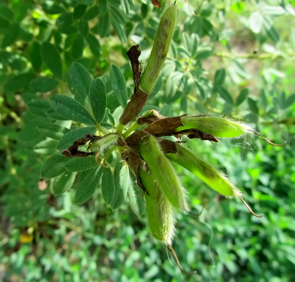 Image of Chamaecytisus austriacus specimen.