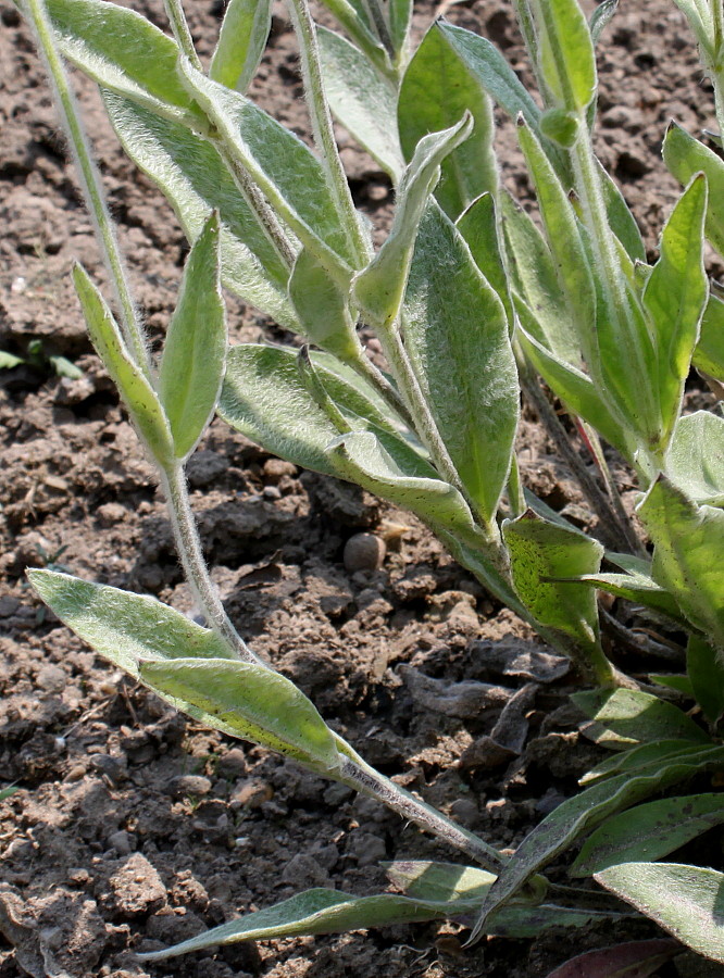 Изображение особи Lychnis flos-jovis.