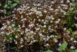 Sedum pallidum. Цветущее растение. Крым, Севастополь, окр. пос. Любимовка. 12 июня 2013 г.