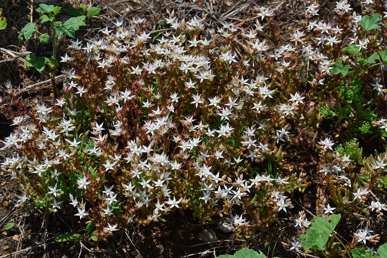 Image of Sedum pallidum specimen.