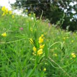 Lathyrus pratensis