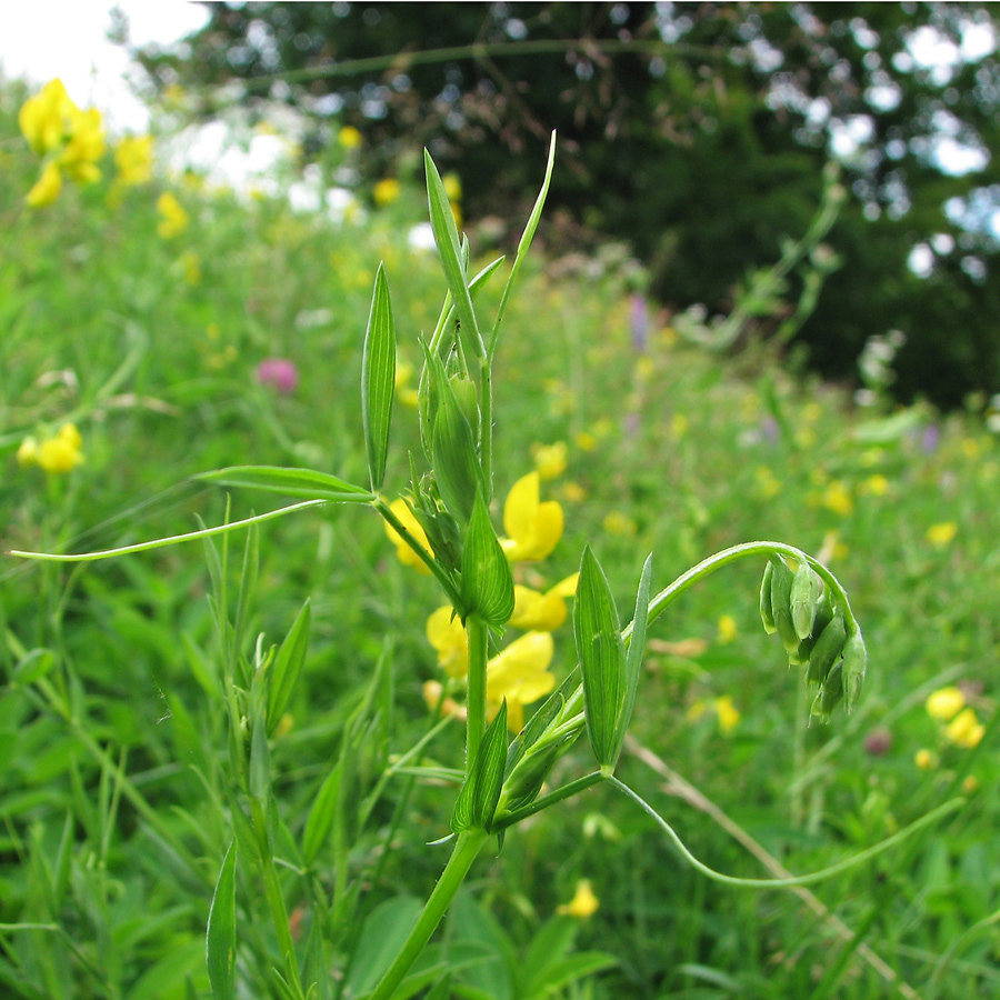 Изображение особи Lathyrus pratensis.