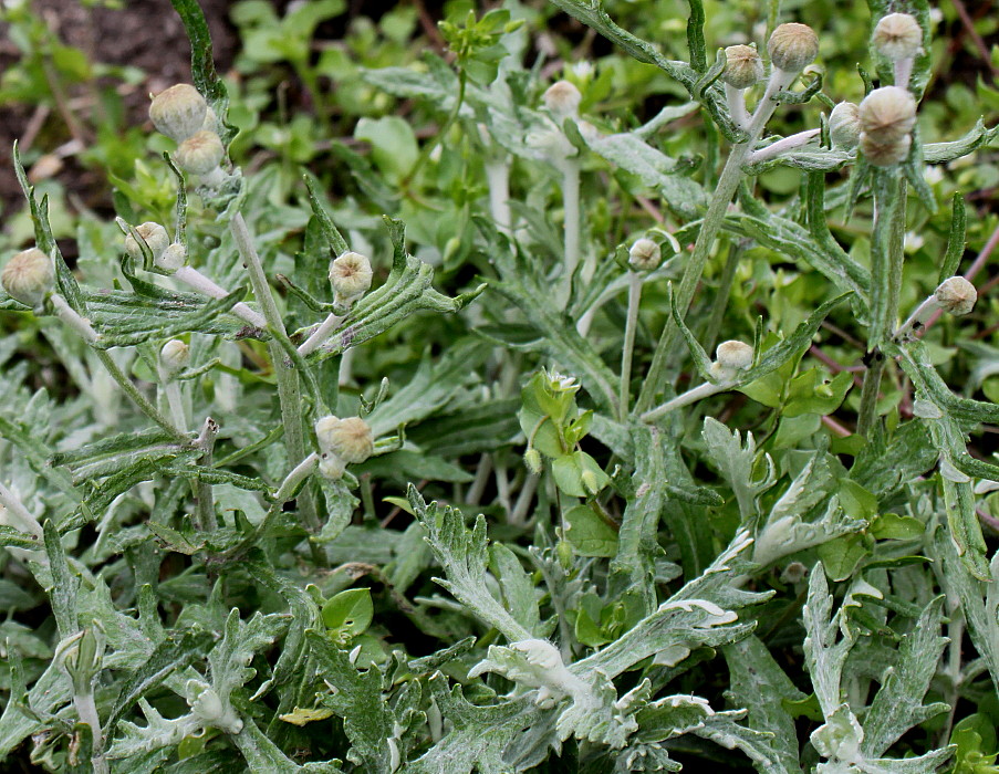 Image of Eriophyllum lanatum specimen.