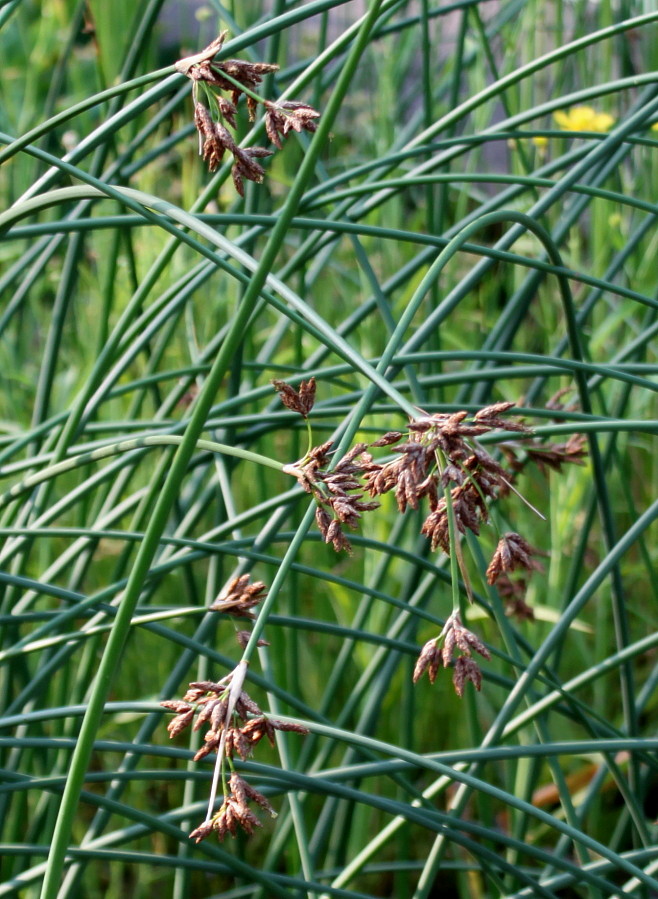 Изображение особи Schoenoplectus lacustris.