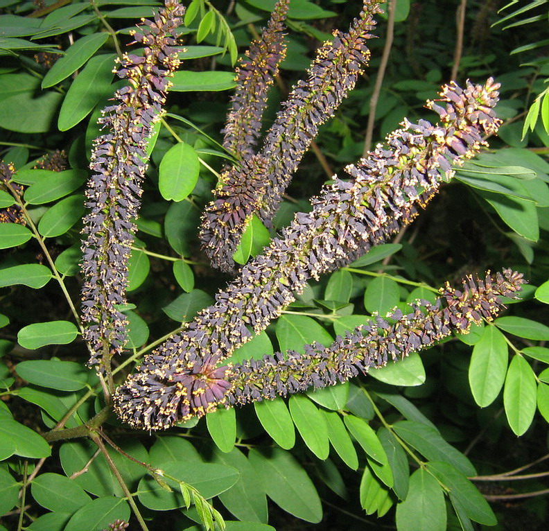 Image of Amorpha fruticosa specimen.