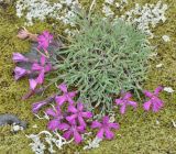 Dianthus repens. Цветущее растение. Камчатский край, Ключевская группа вулканов, верховья р. Студеная, горная тундра. 23.07.2013.