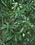 Mangifera indica . Ветви дерева с незрелым плодом. Таиланд, Донсак, в культуре. 21.06.2013.