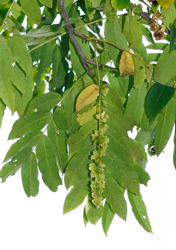 Image of Pterocarya fraxinifolia specimen.