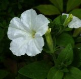 Petunia × atkinsiana. Цветок и бутоны. Московская обл., Раменский р-н, окр. дер. Хрипань, садовый участок. 01.08.2013.