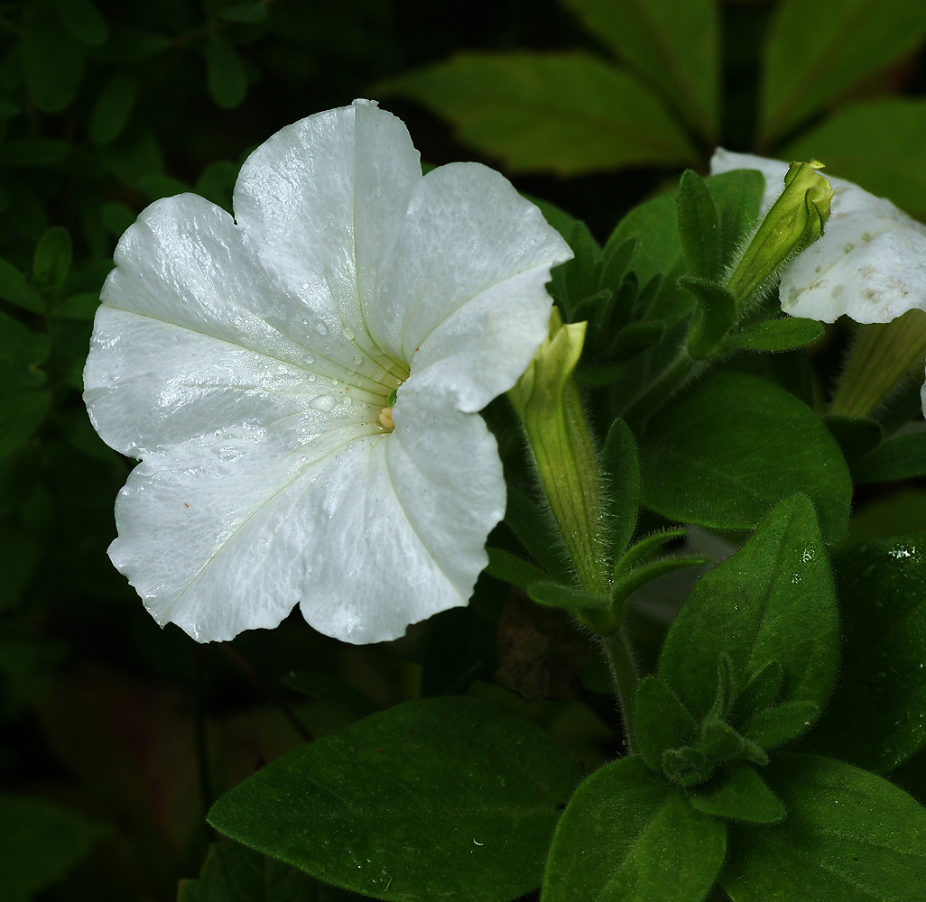 Изображение особи Petunia × atkinsiana.