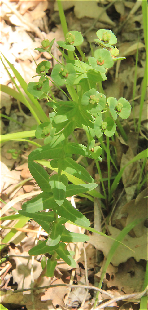 Изображение особи Euphorbia condylocarpa.