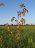 Thalictrum minus