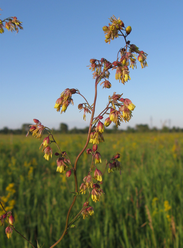 Image of Thalictrum minus specimen.