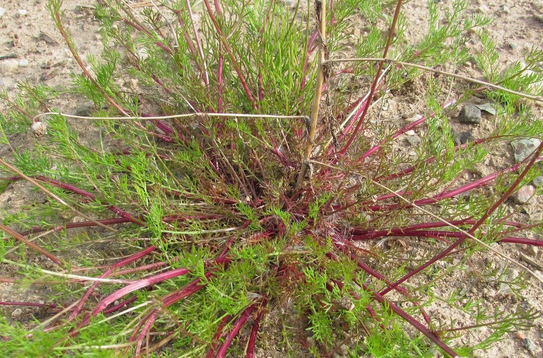 Image of Tripleurospermum inodorum specimen.