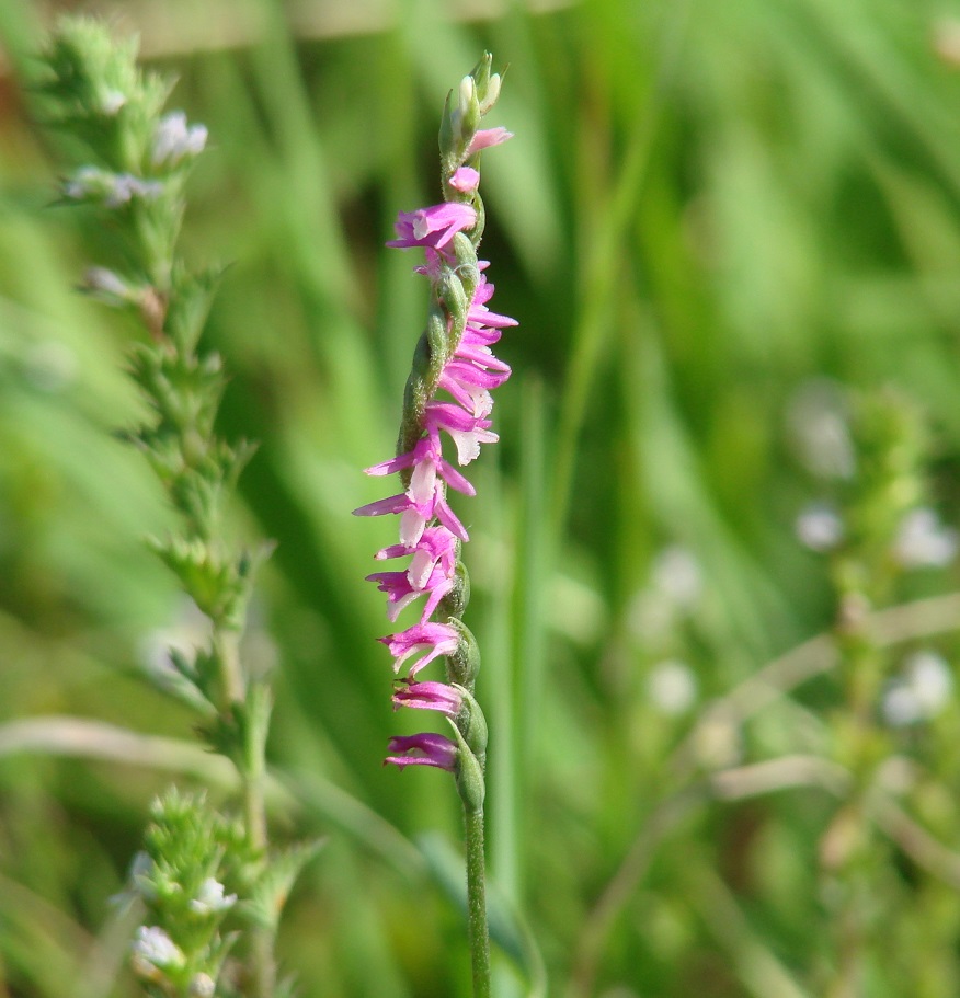 Image of Spiranthes australis specimen.