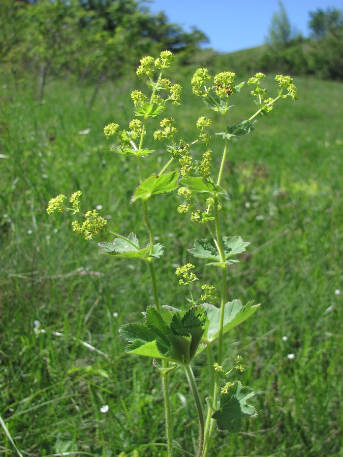 Изображение особи Alchemilla tytthantha.