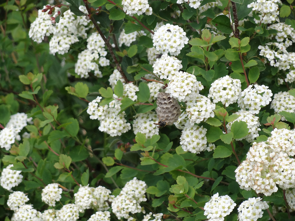 Изображение особи Spiraea trilobata.