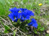 Gentiana grandiflora