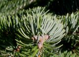 Abies nordmanniana ssp. equi-trojani