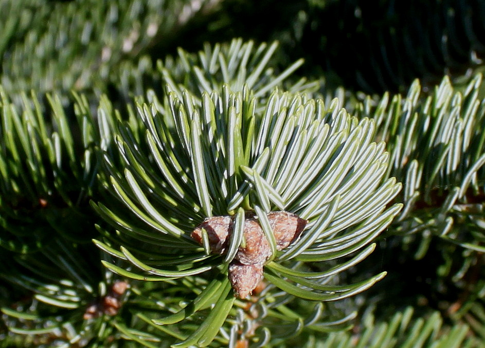 Image of Abies nordmanniana ssp. equi-trojani specimen.