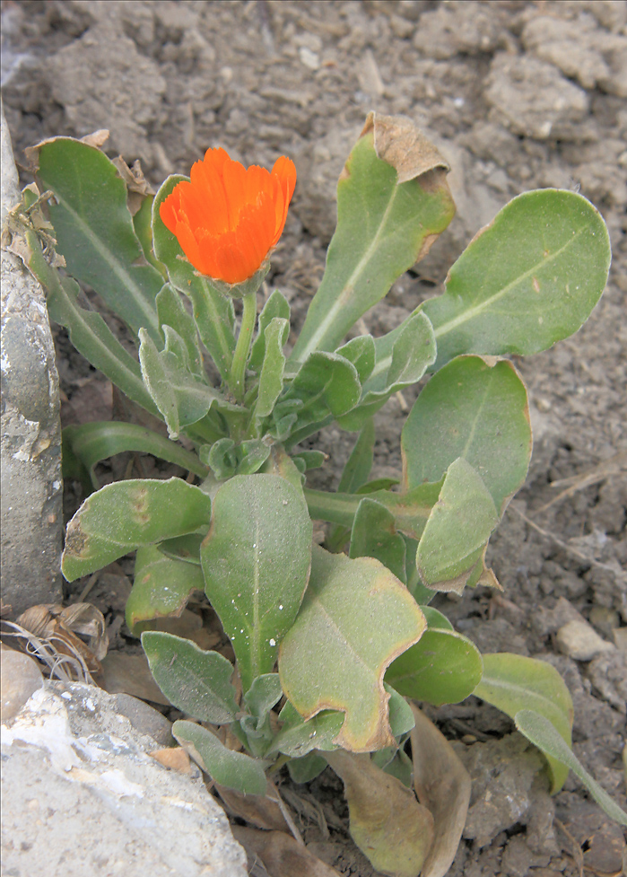 Image of Calendula officinalis specimen.