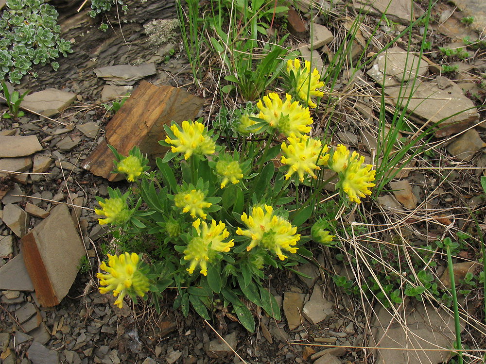 Image of Anthyllis alpestris specimen.