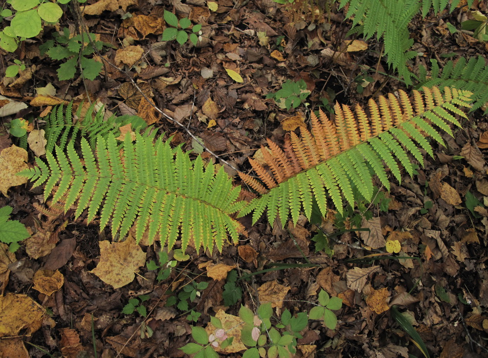 Image of Osmundastrum asiaticum specimen.