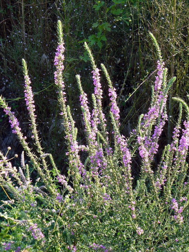 Image of Lythrum salicaria specimen.
