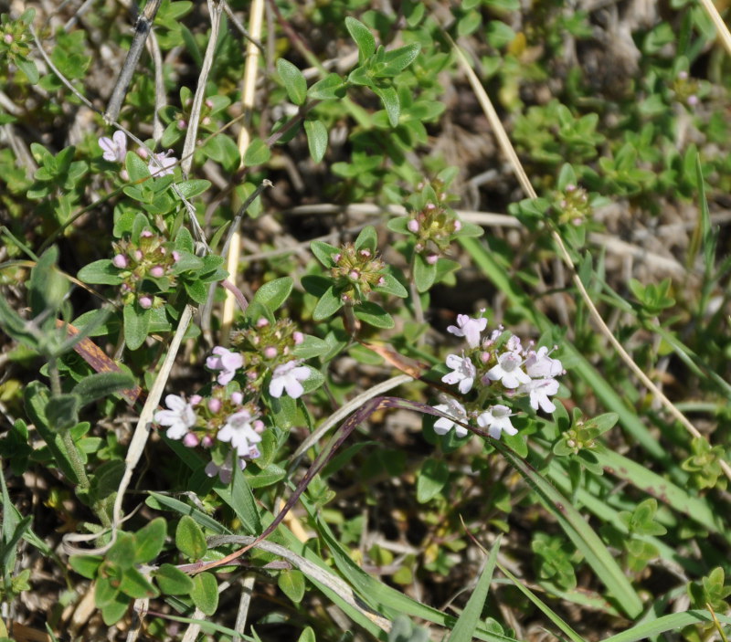 Изображение особи род Thymus.